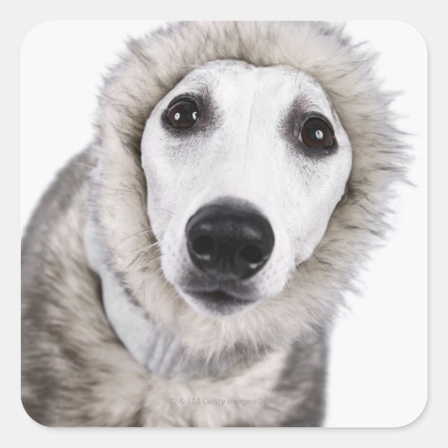 Sticker Carré Chien Whippet portant un manteau de fourrure, stud (Devant)