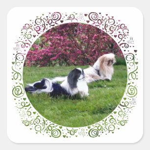 Sticker Carré Chiens de Pékin Parti-Color