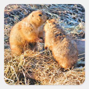 STICKER CARRÉ CHIENS DE PRAIRIE