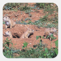 Chiens des Prairies