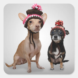 Sticker Carré Chihuahua Chiens Avec Photo Casquette