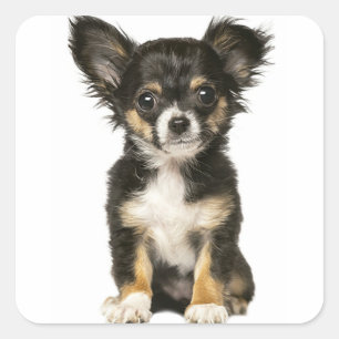 Sticker Carré Chihuahua Chiot-Chiot-Chiot-Cheveux Brown noir bla