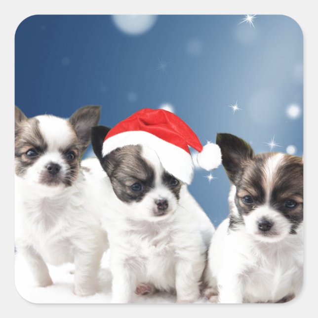 Sticker Carré Chihuahua Chiuppies mignonnes avec Noël du Père No (Devant)