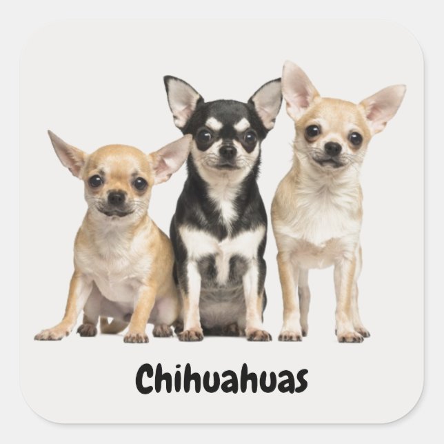Sticker Carré Chihuahua Puppies (Devant)