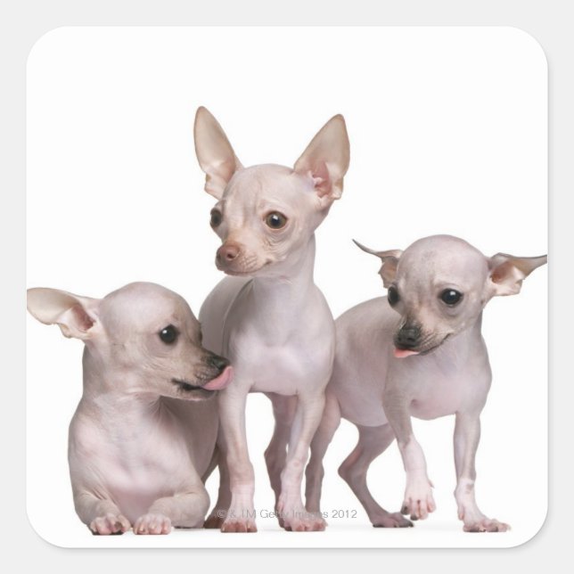 Sticker Carré Chihuahua sans cheveux (5 et 7 mois) (Devant)
