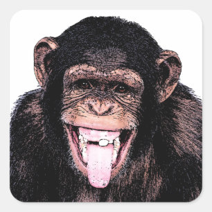Sticker Carré Chimpanzé