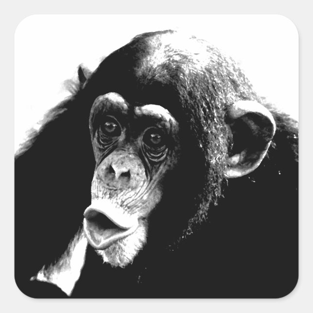 Sticker Carré Chimpanzé noir blanc (Devant)