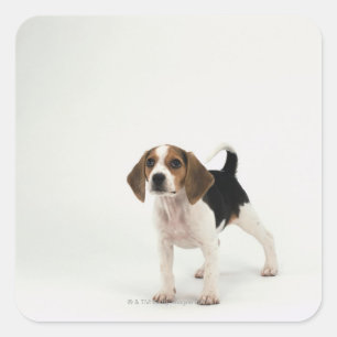 Sticker Carré chiot beagle