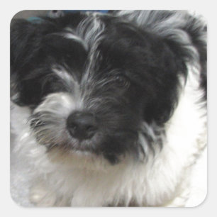 Sticker Carré Chiot de délivrance de Havanese noir et blanc