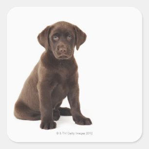 Sticker Carré Chiot de labrador retriever de chocolat