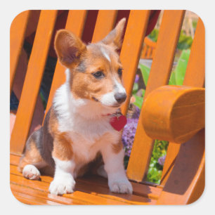 Sticker Carré chiot de Pembroke Welsh Corgi assis sur un banc de