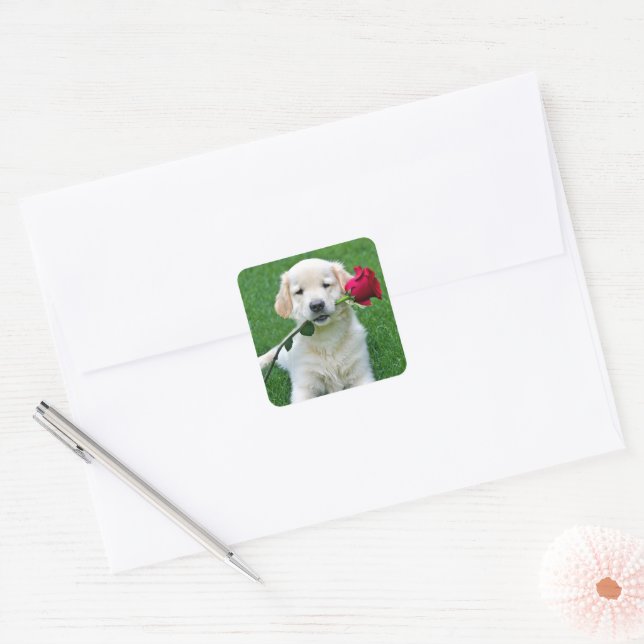 Sticker Carré Chiot d'or rétriever avec Rose rouge (Enveloppe)