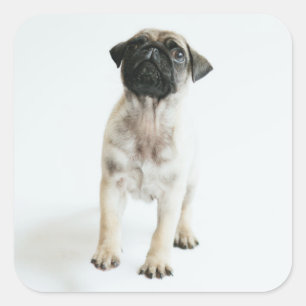 Sticker Carré Chiot mignon de carlin