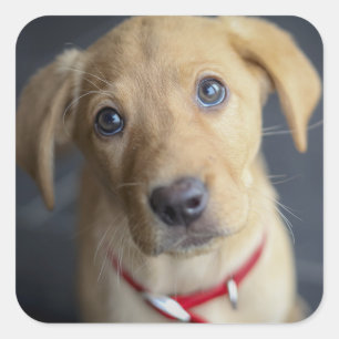 Sticker Carré Chiot Red Fox Labrador