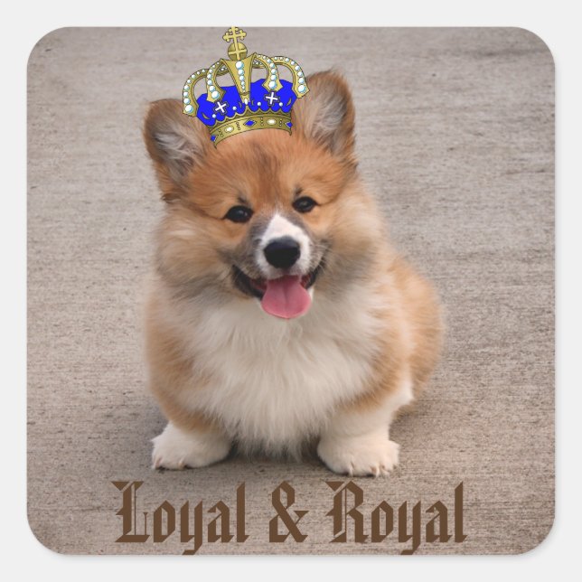 Sticker Carré Chiot royal et loyal Corgi (Devant)