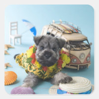 Chiot Schnauzer miniature et vacances d'été
