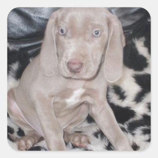 Sticker Carré Chiot Weimaraner