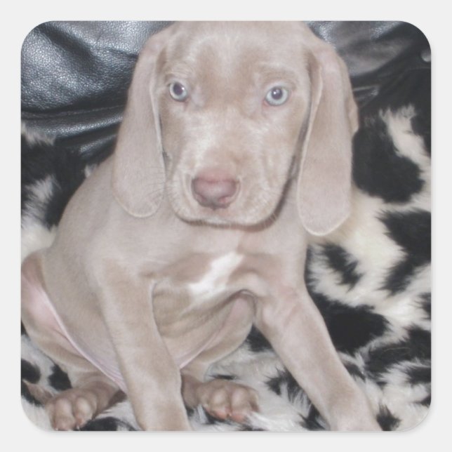 Sticker Carré Chiot Weimaraner (Devant)