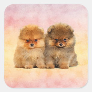 Sticker Carré Chiots allemands mignons de Spitz de Pomeranian