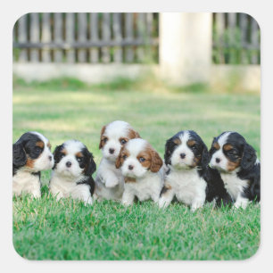 Sticker Carré Chiots Cavalier King Charles Spaniel