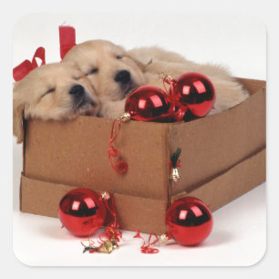 Sticker Carré Chiots du Labrador mignons avec des baubles x-mas