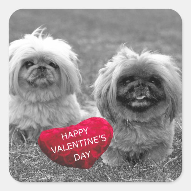 Sticker Carré Chiots Pekingese souhaitant Heureuse Sainte-Valent (Devant)