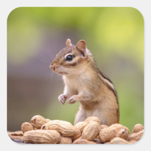Sticker Carré Chipmunk aux cacahuètes