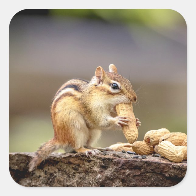 Sticker Carré Chipmunk mange une cacahuète (Devant)