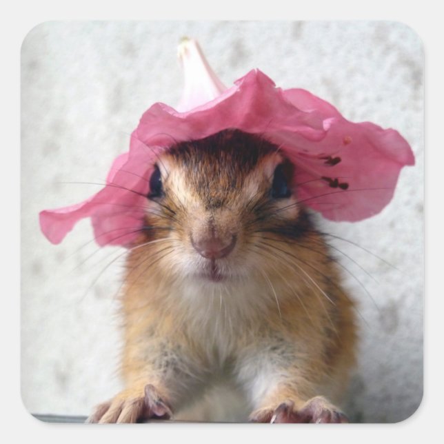 Sticker Carré Chipmunk wears flower hat (Devant)