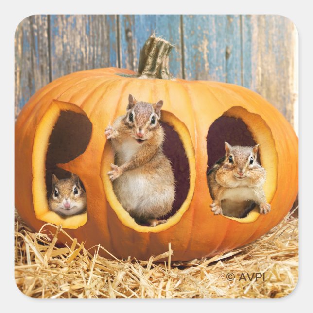 Sticker Carré Chipmunks à l'intérieur de Boo Jack-o-Lantern (Devant)