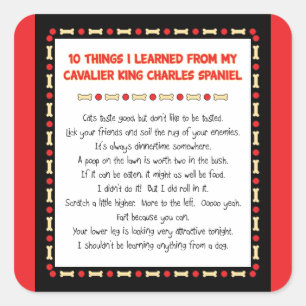 Sticker Carré Choses drôles I appris du Roi cavalier Charles