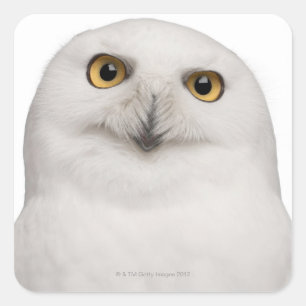 Sticker Carré Chouette des neiges (Bubo scandiacus) est une gran