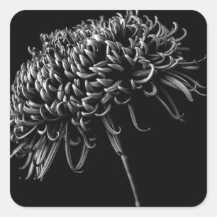 Sticker Carré Chrysanthème
