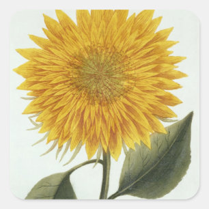 Sticker Carré Chrysanthemum Indicum from 'Pythanthoza Iconograph