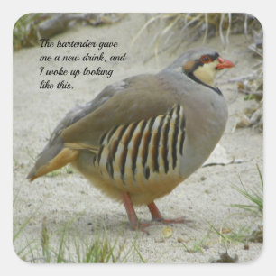 Sticker Carré Chukar Partridge