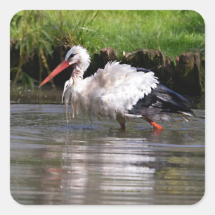 Sticker Carré cigogne blanche dans l'eau carte postale ornement 