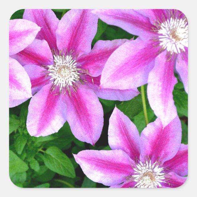 Sticker Carré Clematis rose et Oregano sauvage (Devant)