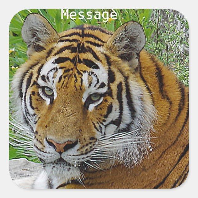 Sticker Carré Closeup de tigre de Sibérie Photo du visage (Devant)