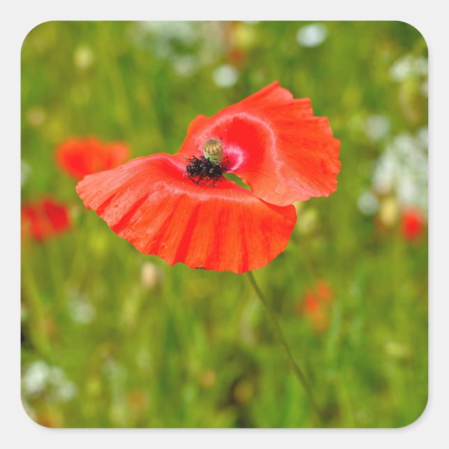 Sticker Carré Closeup of poppies (Devant)