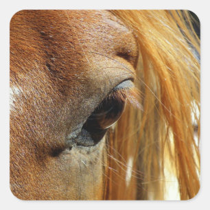 Sticker Carré Closeuse des yeux du cheval