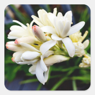Sticker Carré Cluster de Tuberose hawaïen