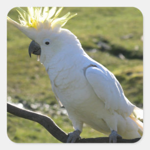 Sticker Carré Cockatoo à pois de soufre en Australie