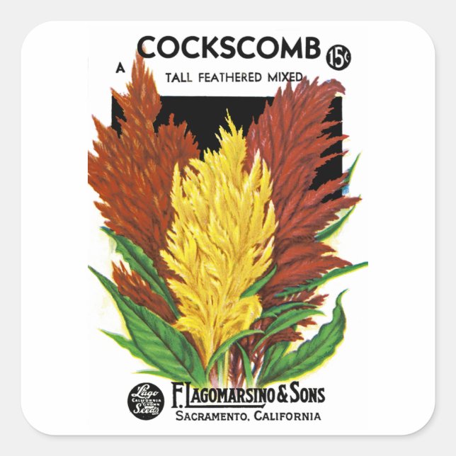 Sticker Carré Cockscomb (Devant)
