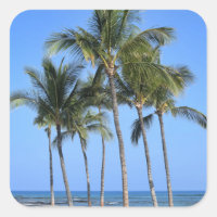 Cocotiers
