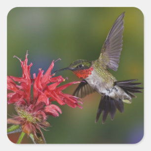 Sticker Carré Colibri à gorge rubis