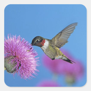Sticker Carré Colibri à gorge rubis