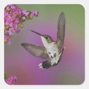 Sticker Carré Colibri à gorge rubis mâle juvénile