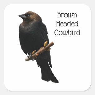 Sticker Carré Colibri à tête Brown