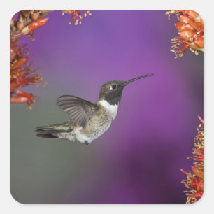 Sticker Carré Colibri, Archilochus alexandri,