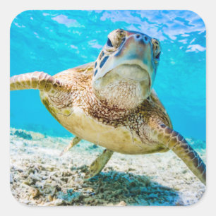 Sticker Carré Colonne avant de face de la tortue de mer bleue